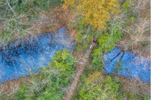 Man and dog, Clyde Shepherd Nature Preserve, Decatur, Georgia